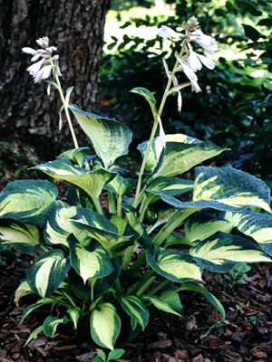 Hosta Great Expectations